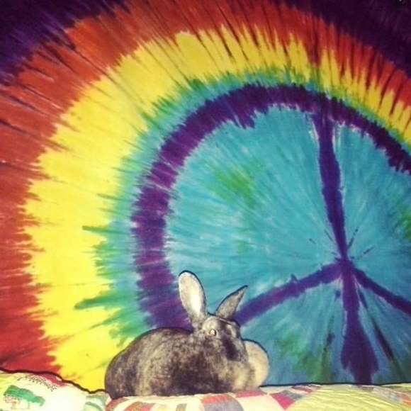 Meet your Posher, Adrienne (Ilene) Ambassador - Picture 4 of 9